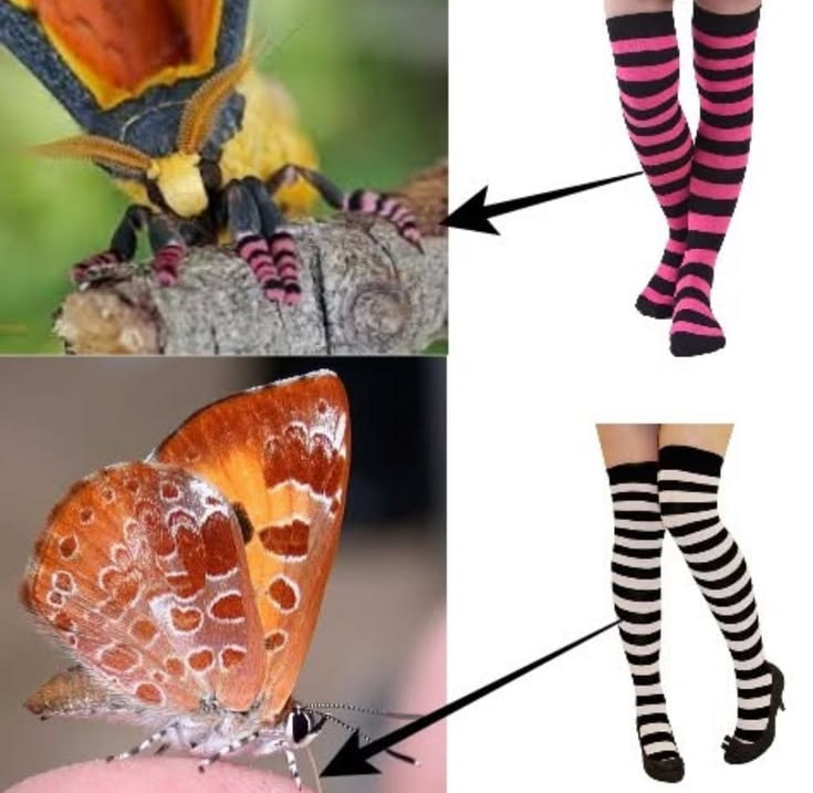 4 tiled picture with two moths on the left and a pair of striped thigh highs on the right,..,with arrows pointing towards the moth's feet showing where it looks like theyre wearing the thigh highs