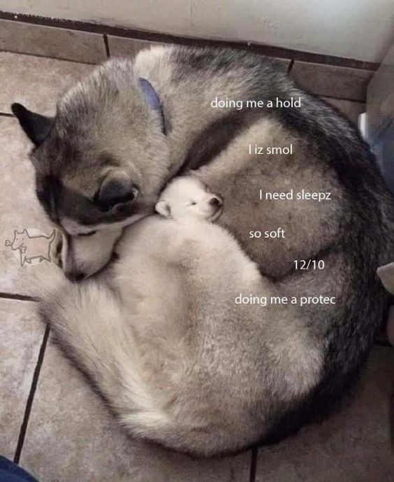 A big dog maybe husky that is snuggling a very small dog probably a puppy and some texts over that say
doing me a hold
i iz smol
i need sleepz
so soft
12/10
doing me a protec